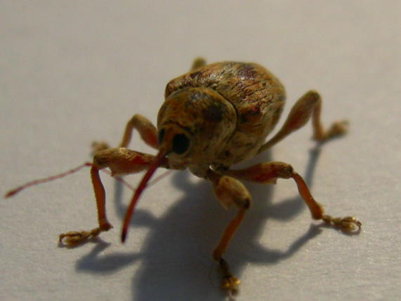 Curculio pellitus del Vicentino